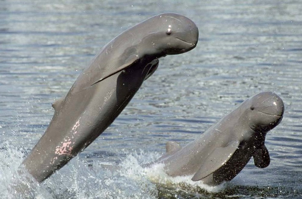Irrawaddy Dolphins in Chilika